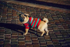 10 Tips on how to take care of Miniature Pugs 