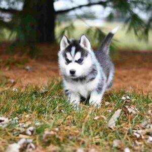 8 Advantages and Disadvantages of Owning a Miniature Siberian Husky
