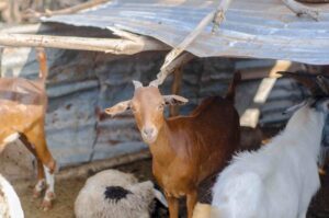 Advantages of owning Miniature Goats 