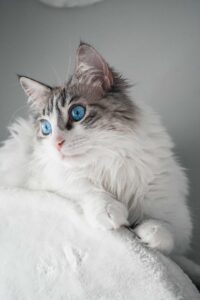 Are Ragdoll Cats the Right Pet for You