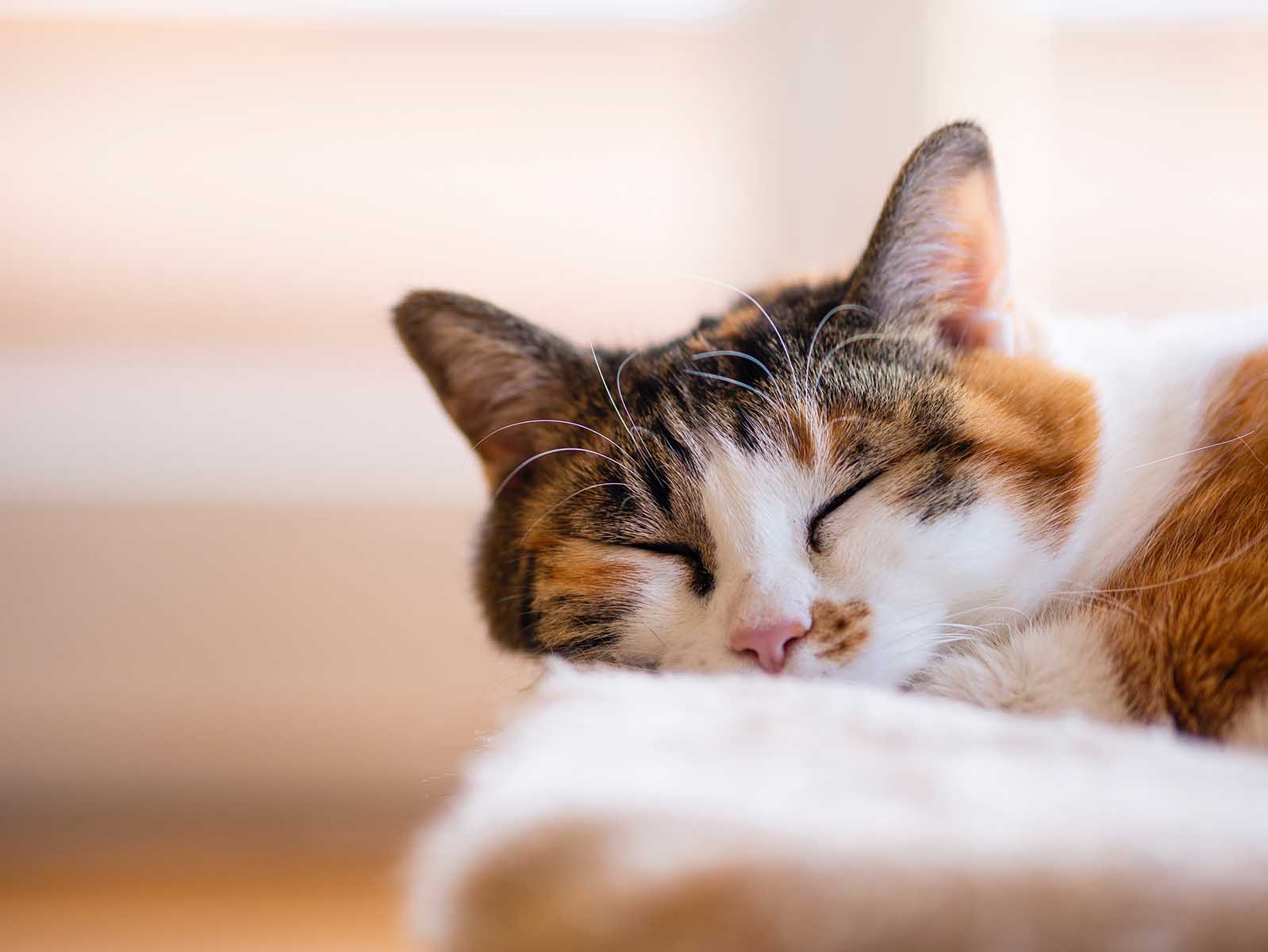Is a Calico Cat the Right Fit for Your Home