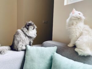 Pros And Cons Of Persian Cat 
