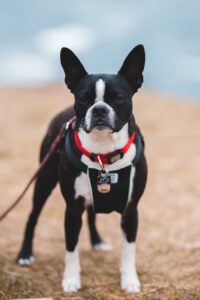 The Benefits and Downsides of Owning a Miniature Bull Terrier