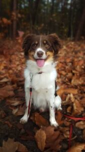 Tips for Taking Care of a Miniature Border Collie