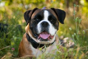 10 Pros and Cons of Owning a Miniature Boxer
